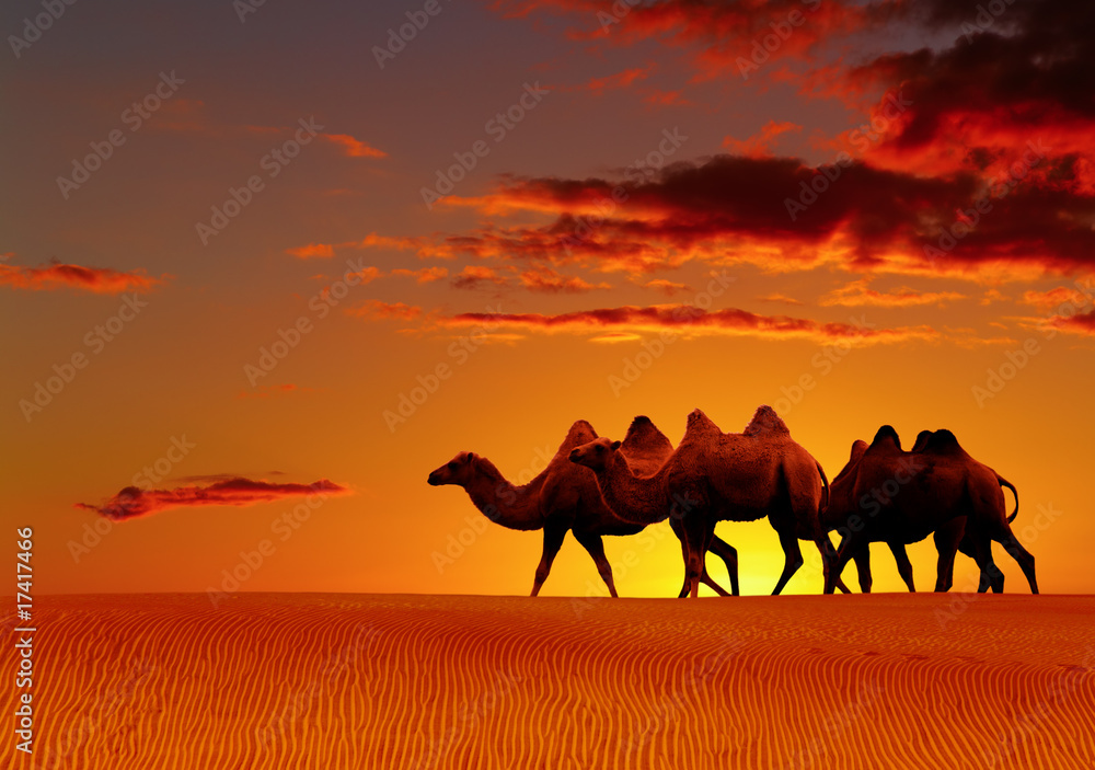 日落时骆驼漫步的沙漠景观