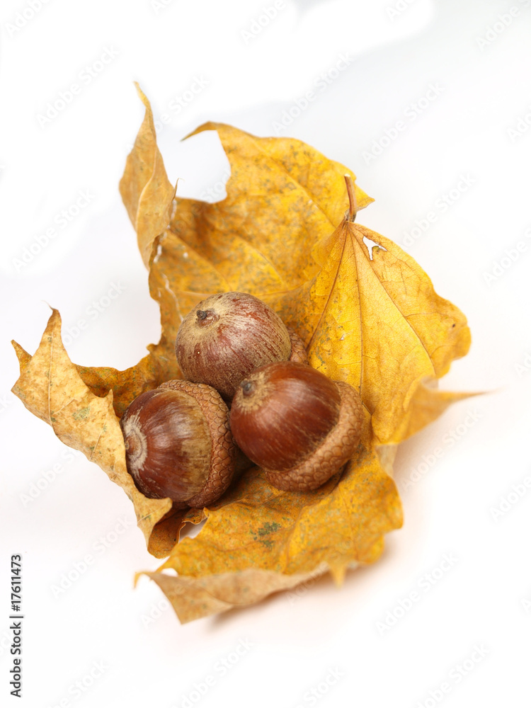 Acorns with dry leaves on white background