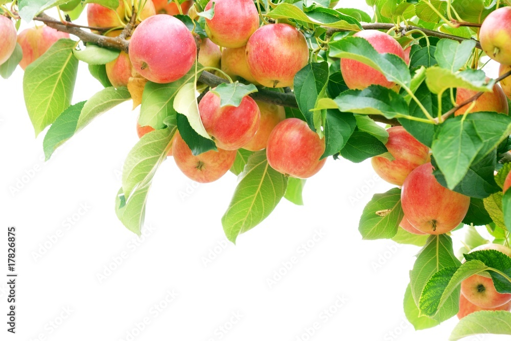 成熟的红苹果，枝条隔离在白色上