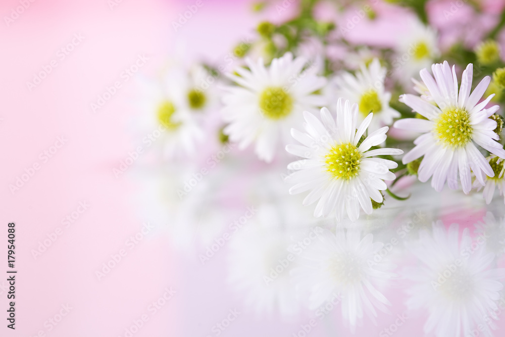 beautiful flowers background