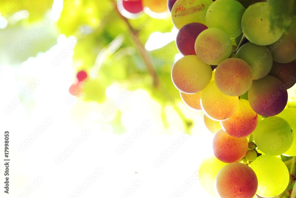 葡萄园葡萄藤上的一串葡萄的特写。