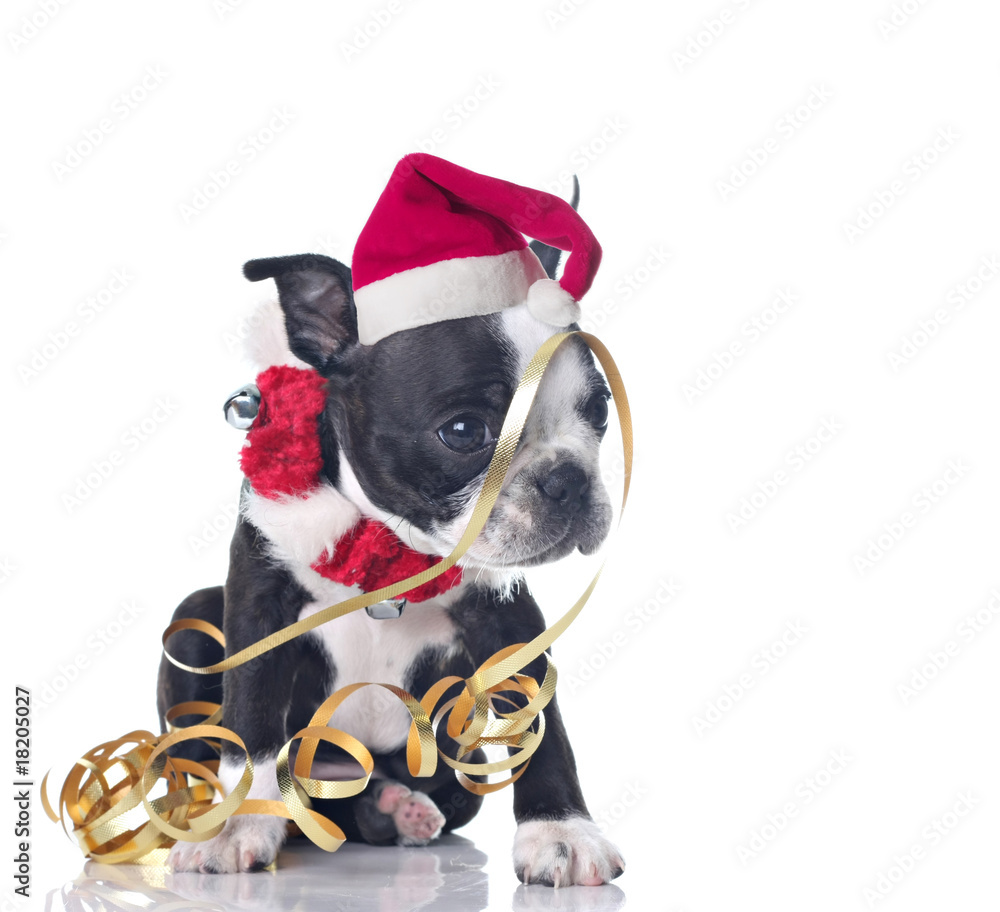 Funny Boston Terrier puppy tangled in ribbons