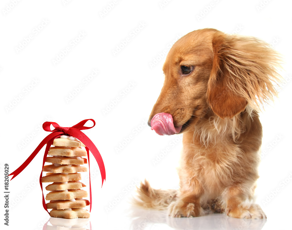 饥饿的达克斯猎犬盯着酥饼饼干看。