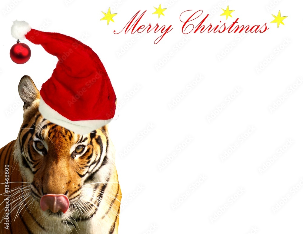 戴圣诞老人帽的有趣老虎