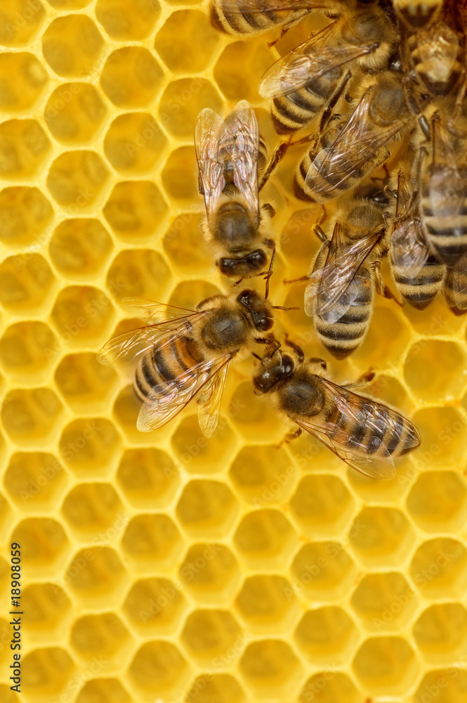 蜂窝上的工作蜜蜂