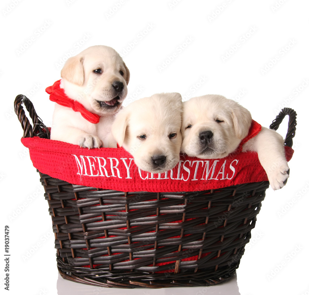 Three Christmas puppies