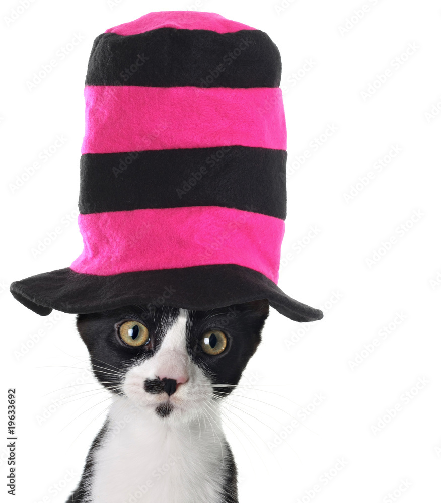 戴帽子的猫