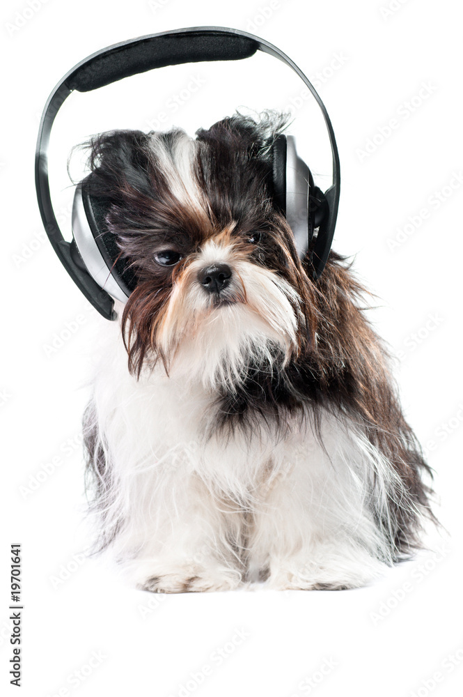 狗狗听音乐