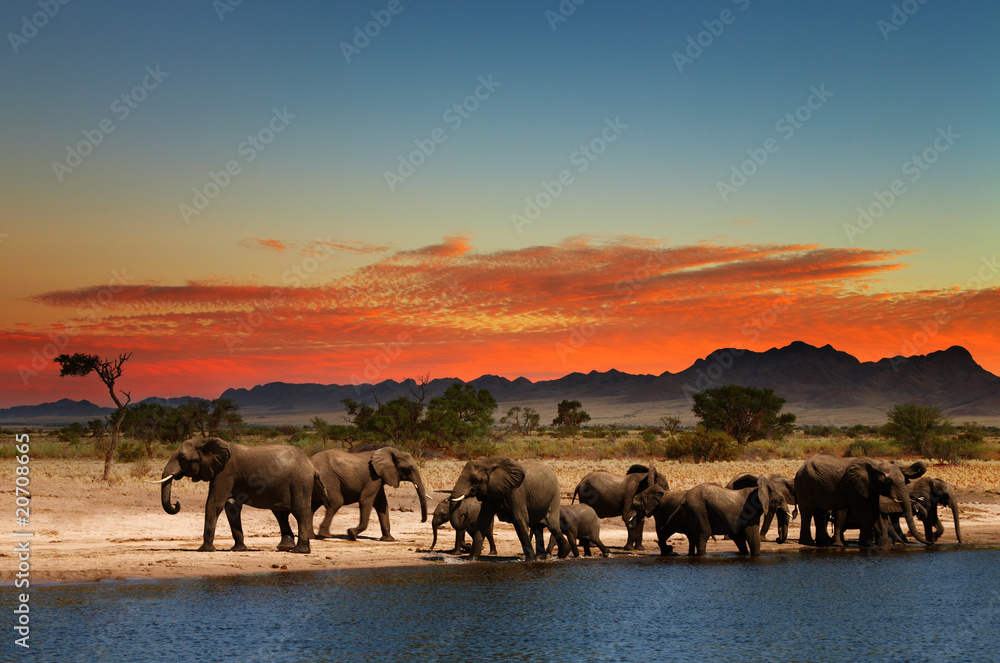 非洲大草原上的大象群