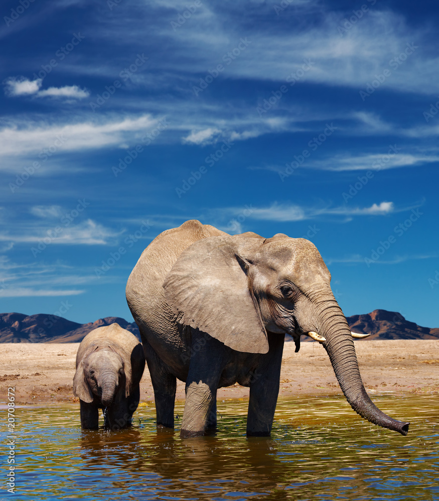 大象在浇水