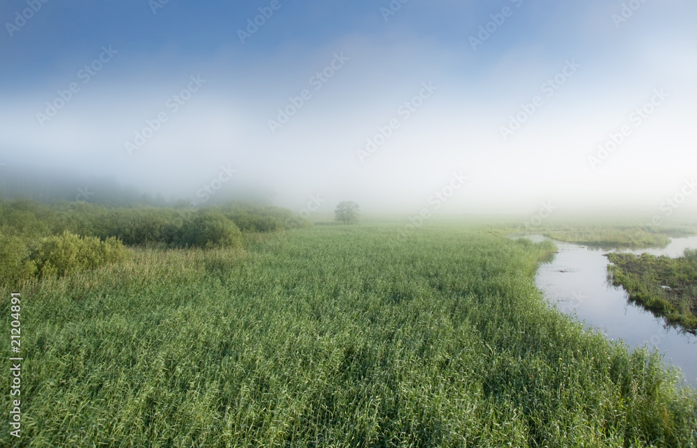 雾中沼泽