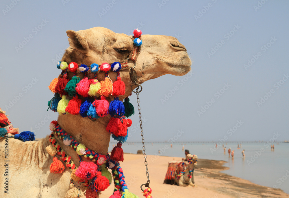 海滩上的埃及骆驼
