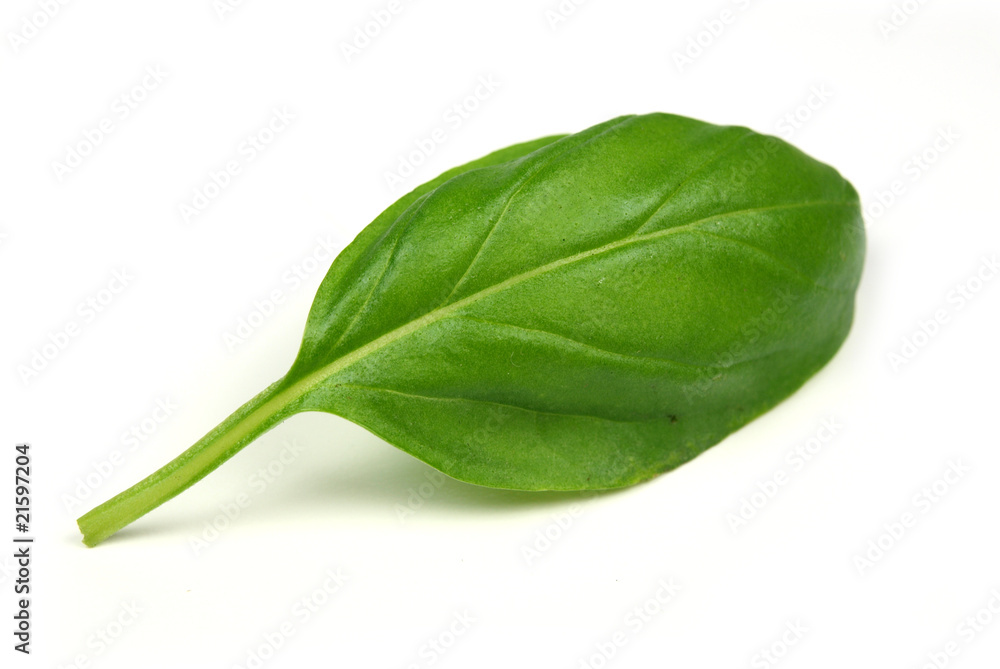 Basil leaf on white background