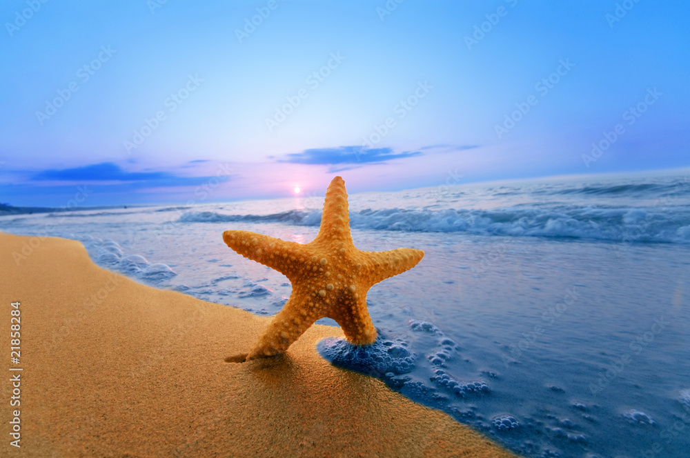 海滩上的海星