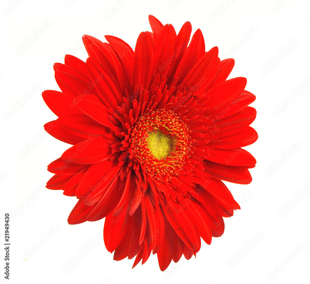 红非洲菊