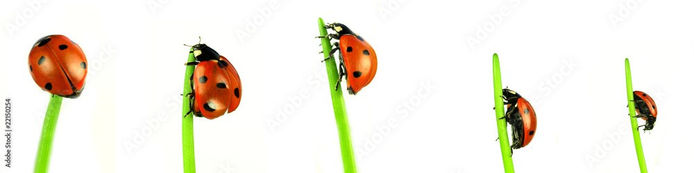 Collection of ladybugs, studio photos on white background
