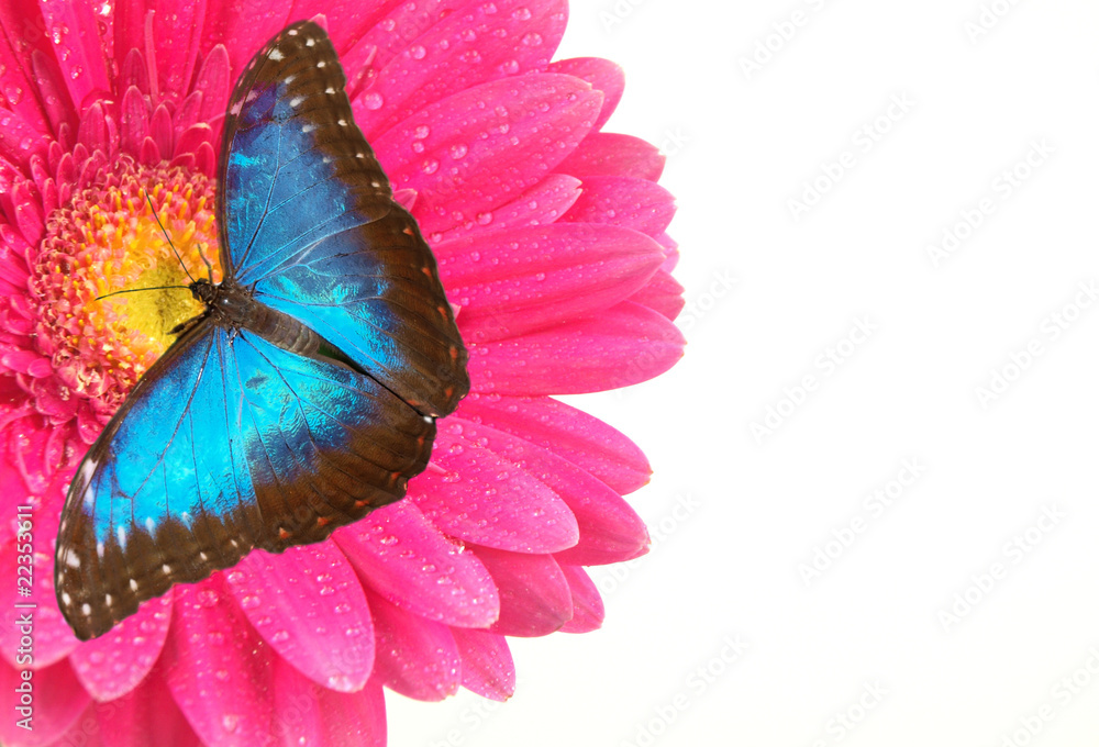 粉色非洲菊上的异国蝴蝶