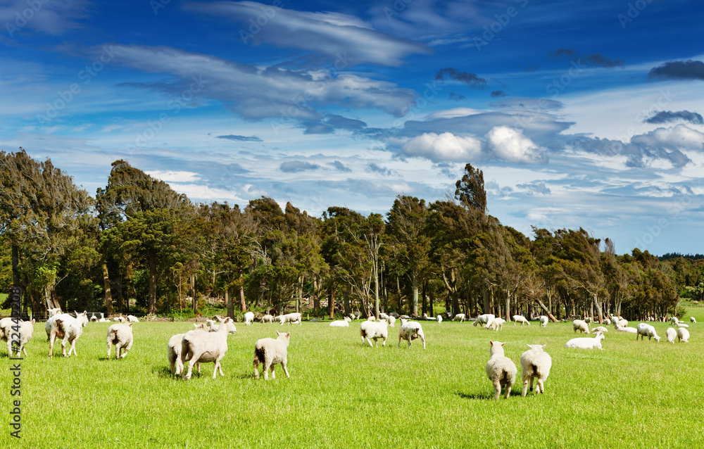绿地和放牧的绵羊
