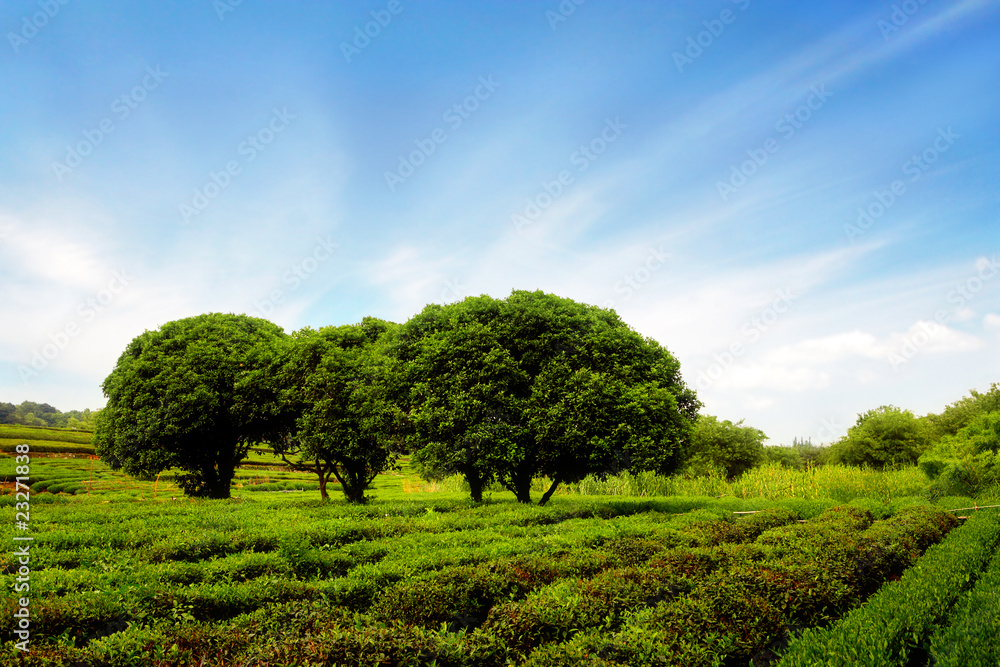 田野里的树木和茶树