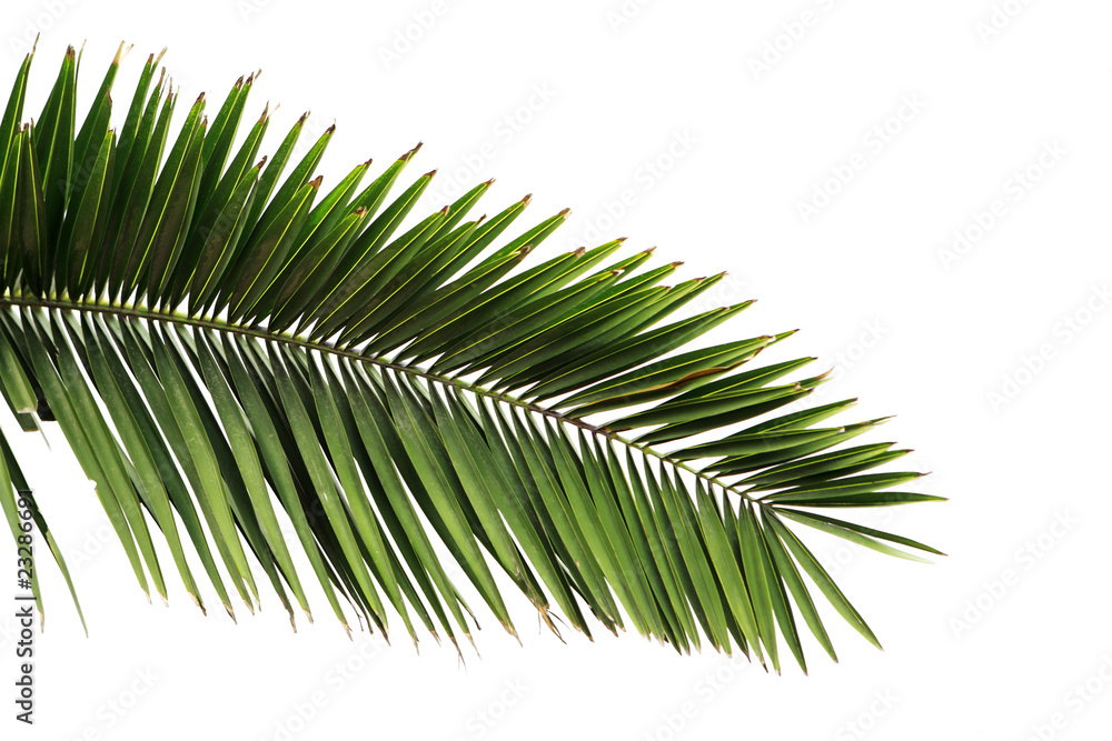 Leaves of palm tree isolated on white background .