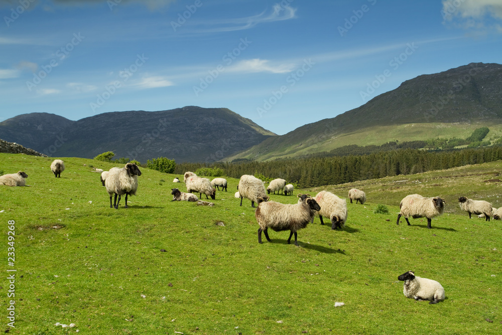 康尼马拉山脉的绵羊和公羊