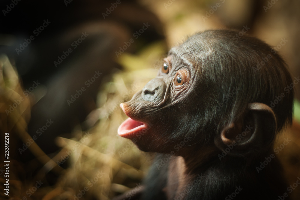 可爱的倭黑猩猩宝宝