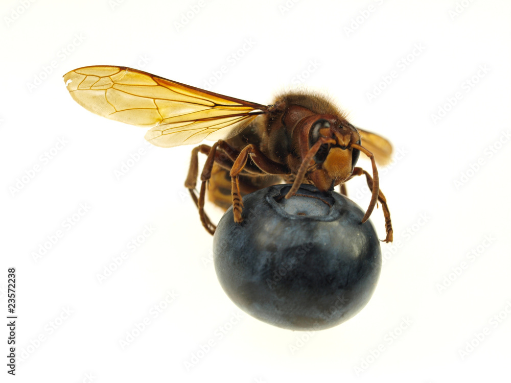 大黄蜂吃蓝莓