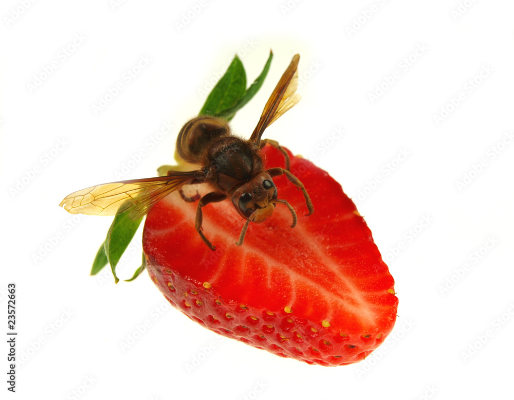 Hornet on strawberry