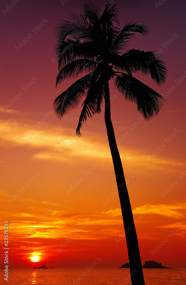 日落时的棕榈树剪影，泰国昌岛