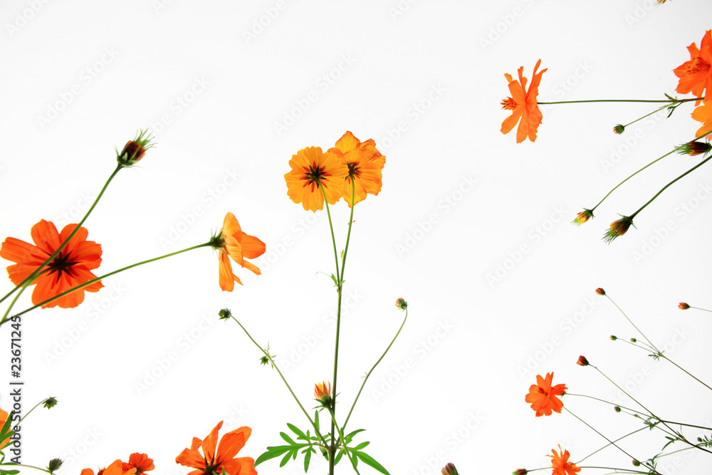 白色背景的草地上的橙色雏菊