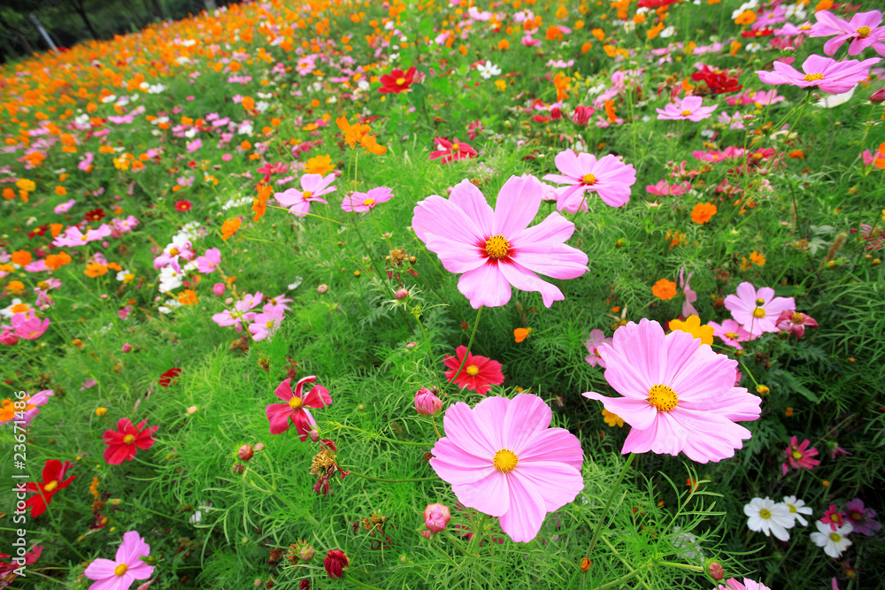 花园里草地上五颜六色的雏菊