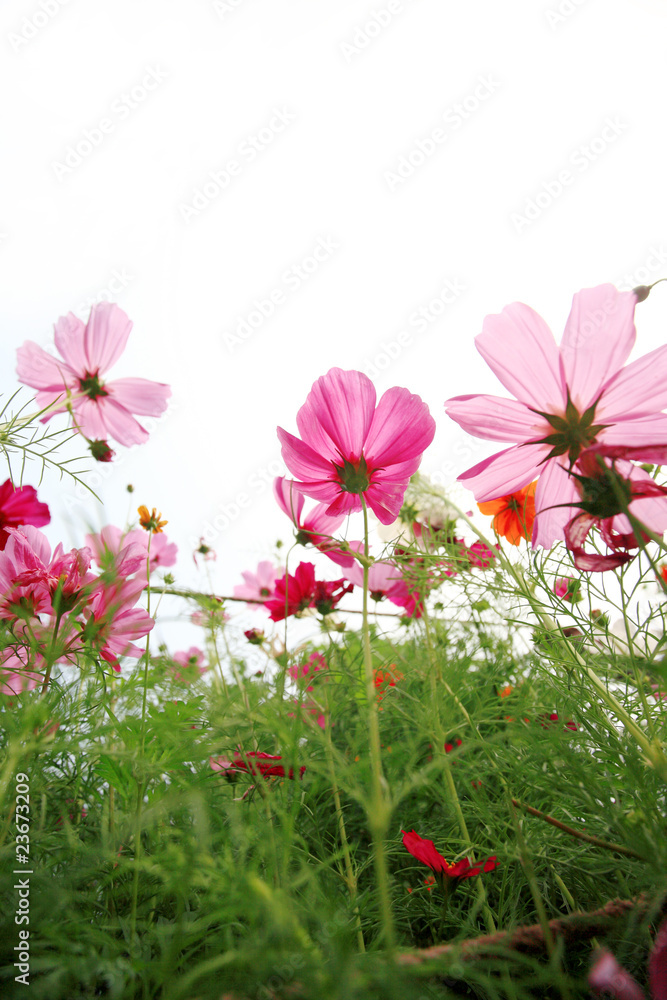 白色背景的草地上的粉色雏菊