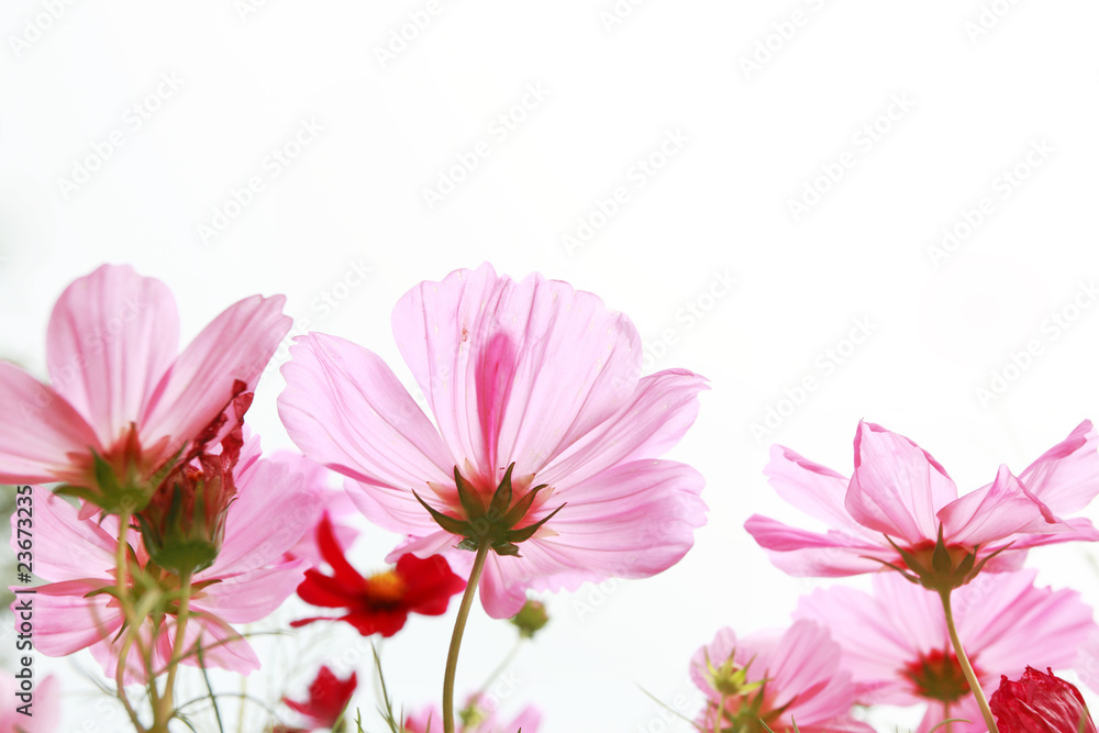 白色背景的草地上的粉色雏菊