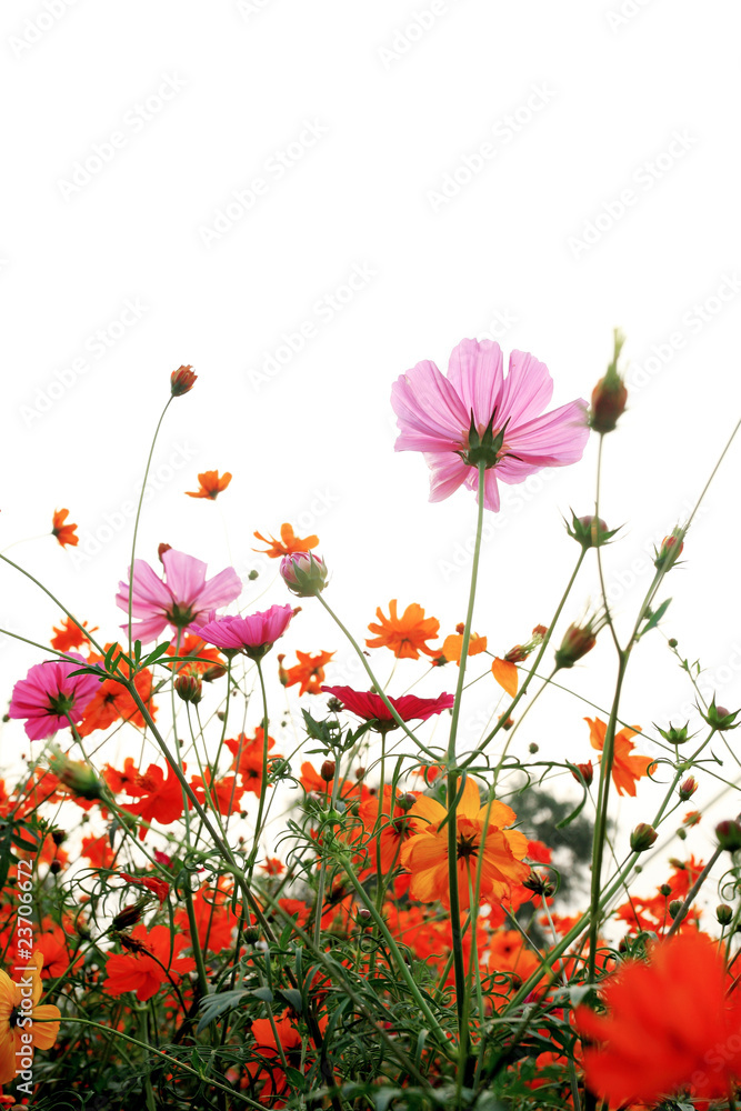 白色背景草地上的彩色雏菊