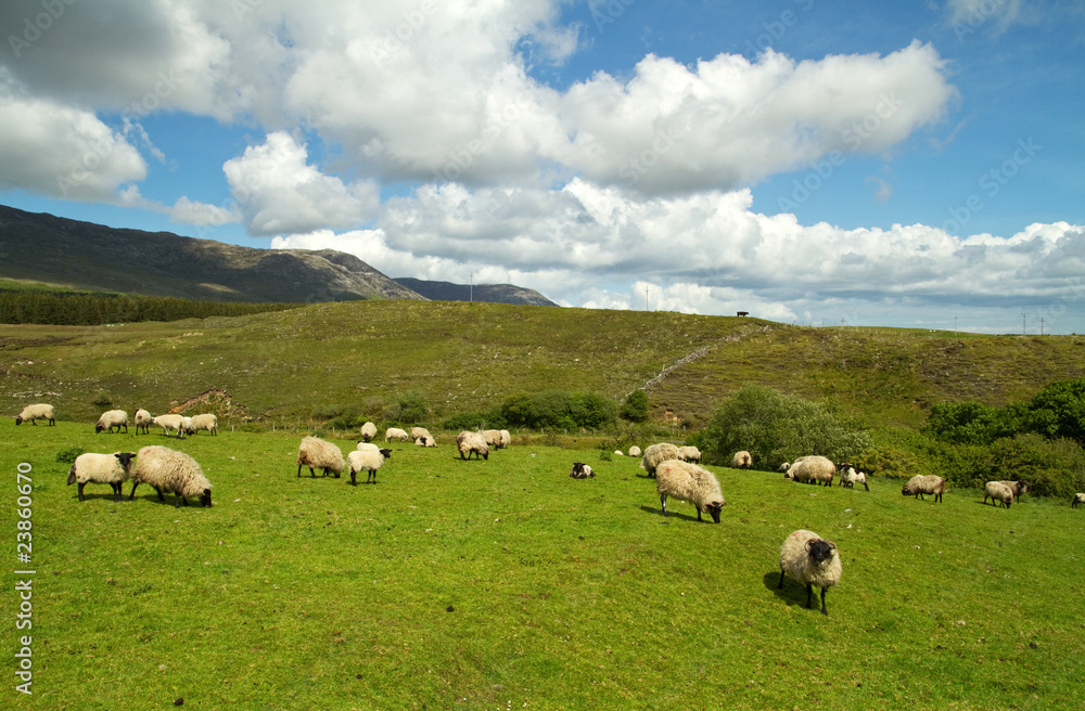 康尼马拉山脉的绵羊-爱尔兰