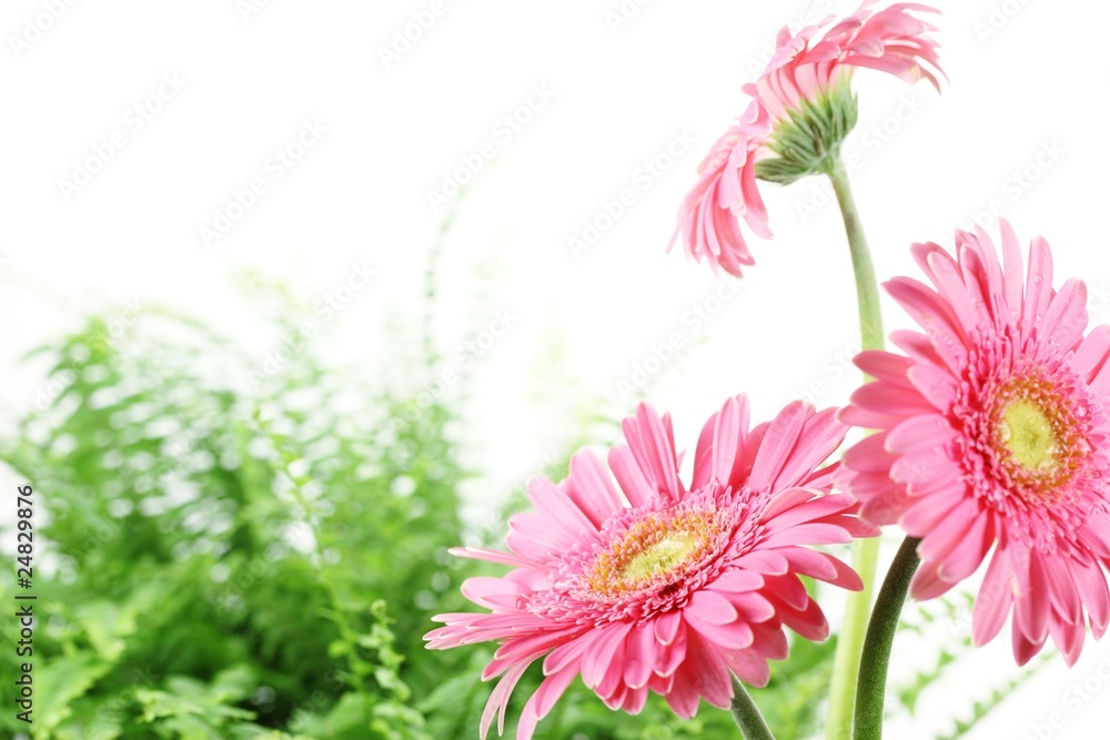 鲜粉色雏菊
