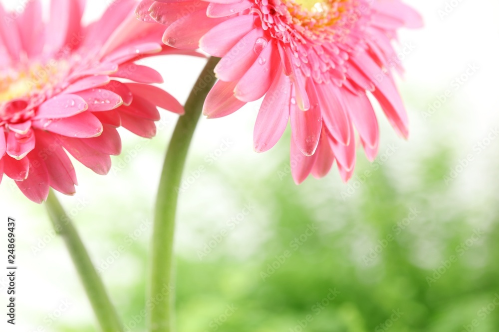 Fresh pink daisy