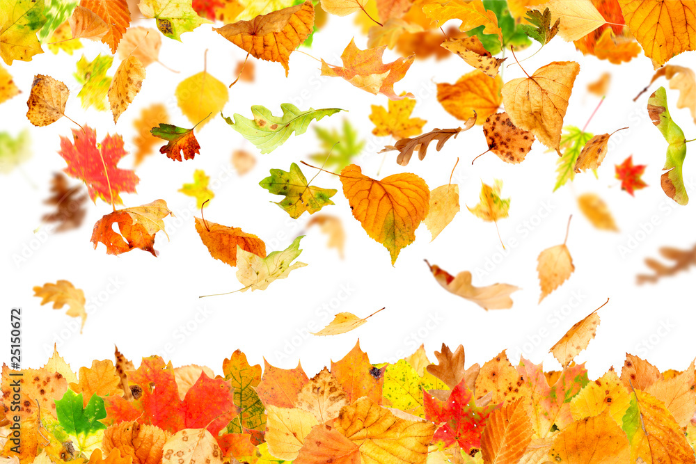 秋天的树叶在白色上飘落和旋转