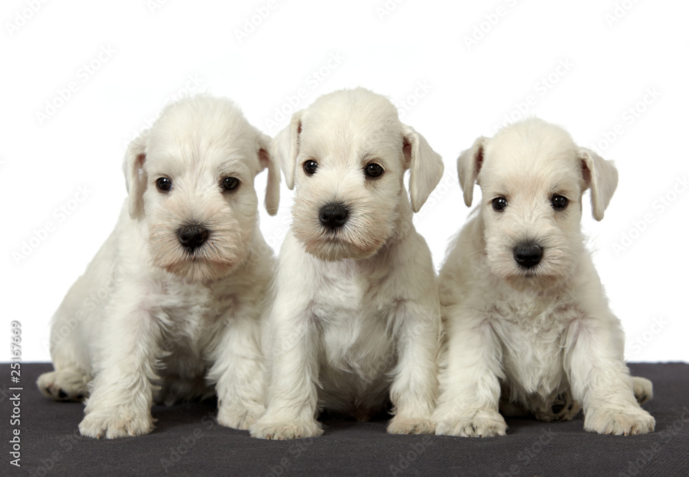 三只白色雪纳瑞幼犬