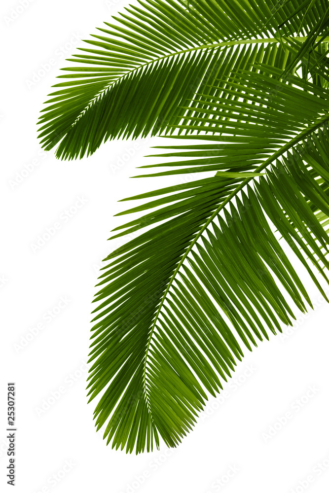 绿色棕榈树