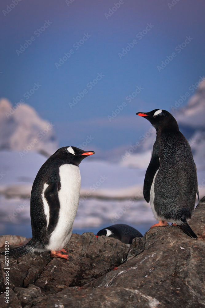 。两只企鹅在说话