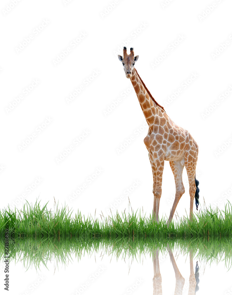giraffe with green grass isolated