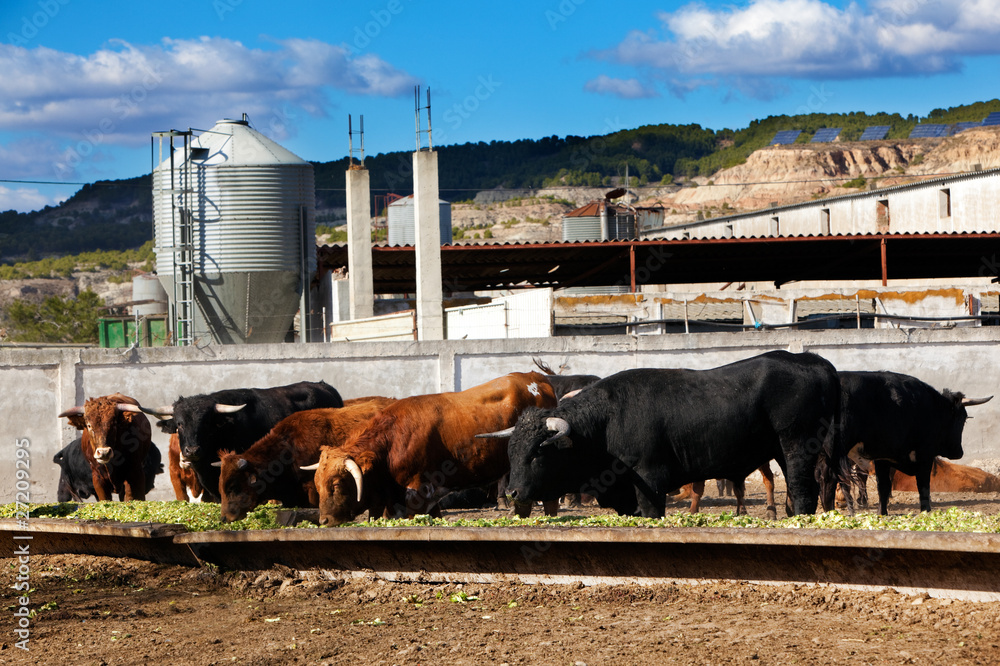 toros en granja comiendo