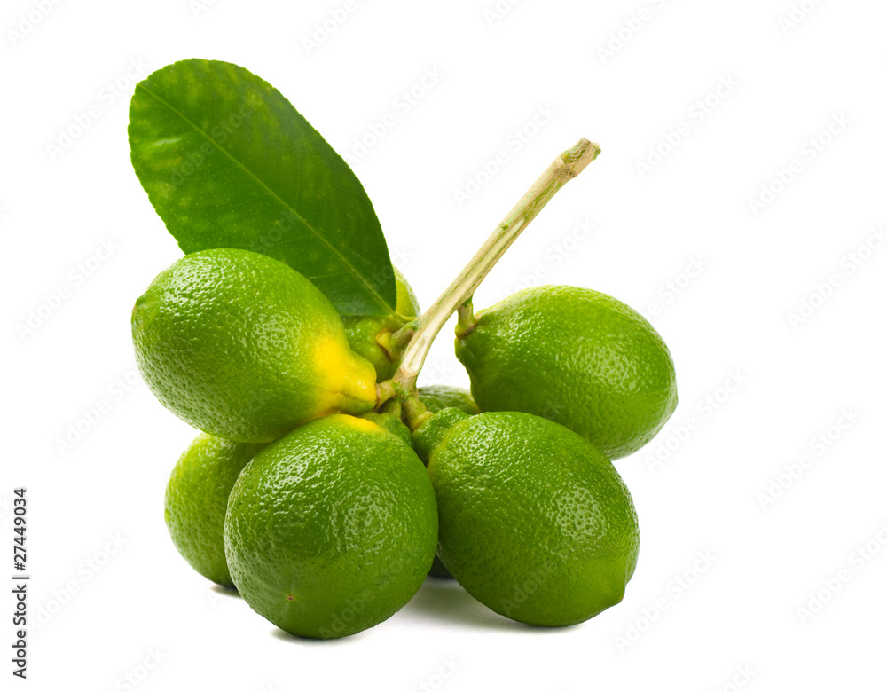 Limes on a branch on white background