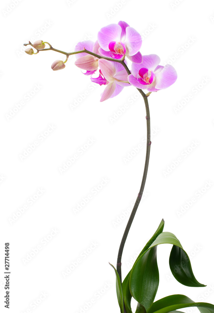 Orchid on a white background