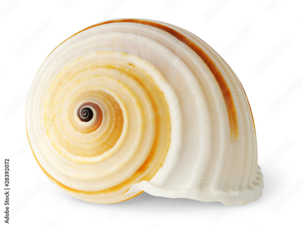 孤立的贝壳。一个白色螺旋状贝壳，孤立在白色背景上
