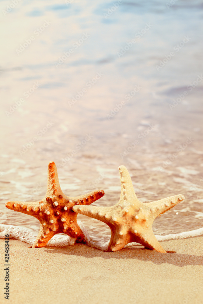 海滩上的两只海星