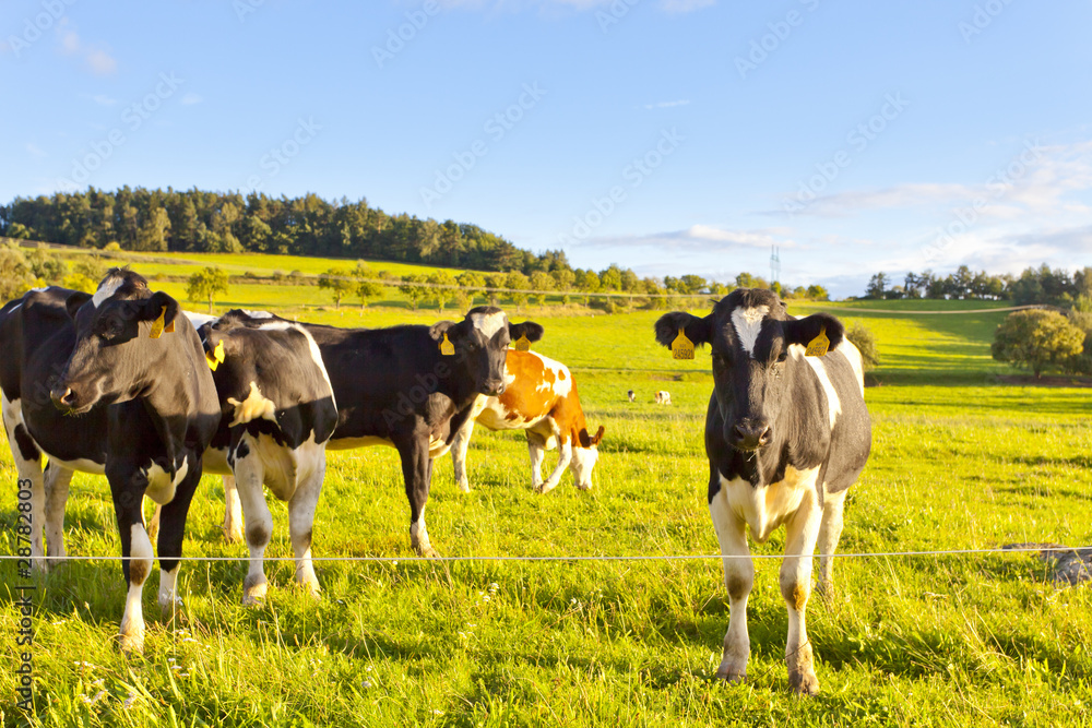 Cows in a meadow, summer, sunny weather