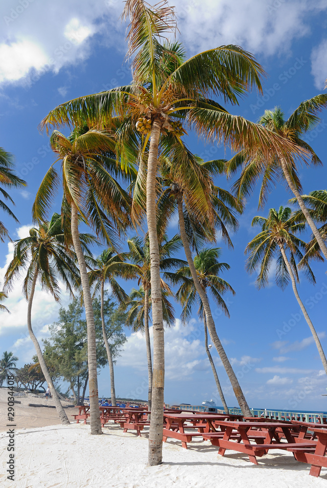 Palm Trees on  Beach