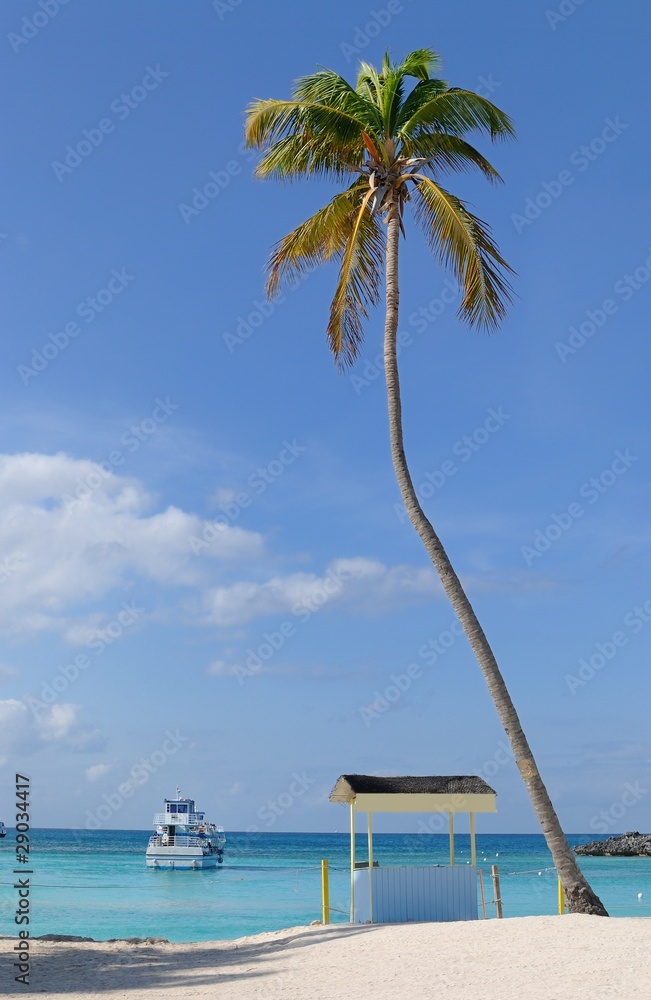 Palm Tree on a Caribbean Island